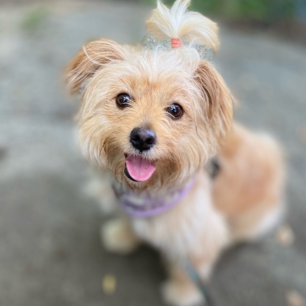 Meet your Posher, Lorelyn